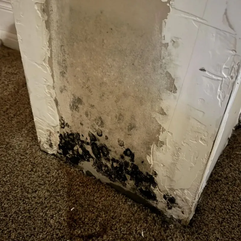 Professional Mold Removal in Mediapolis, IA